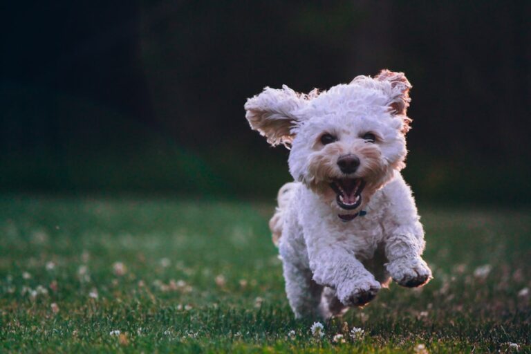 Willow Coton puppy on grass