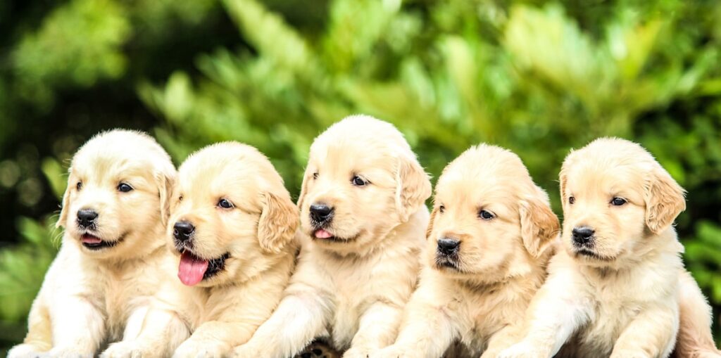 Litter of cream puppies nestled