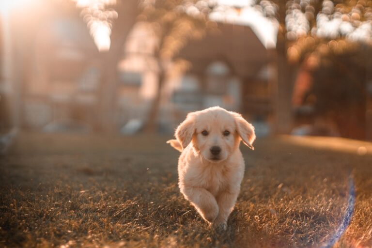 Coton de Tulear companion