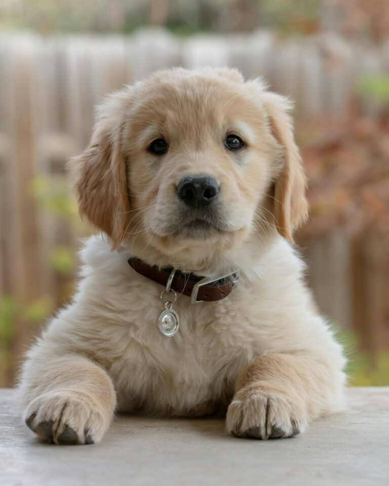 Tucker happy light-coated puppy