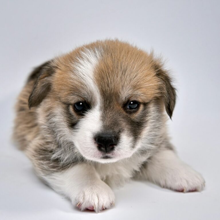 Fluffy young puppy resting