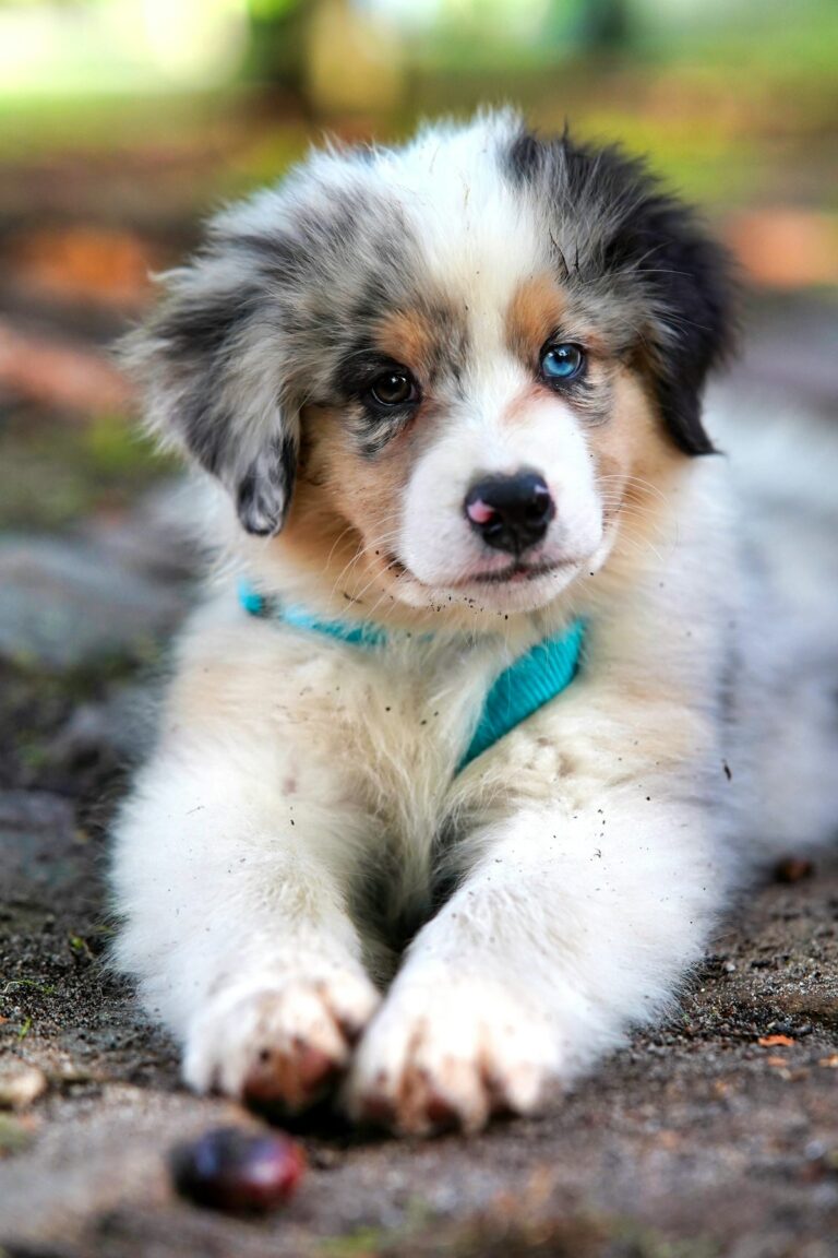 Sawyer playful fluffy puppy
