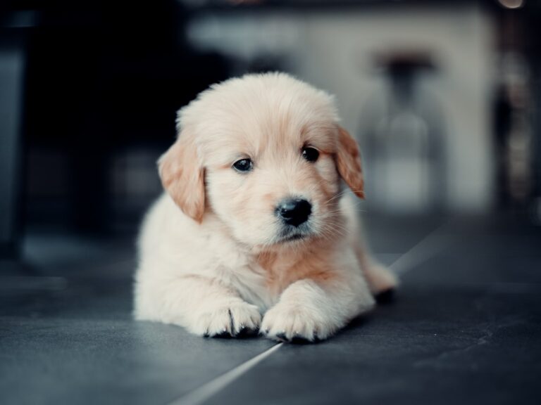 Juniper fluffy cream puppy resting